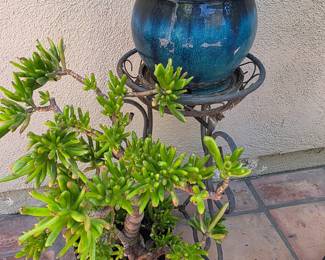 Succulents in pots