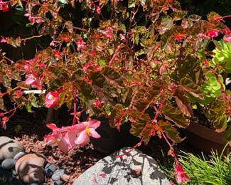 Plant in pot