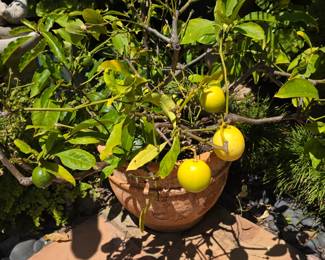 Lemon tree in terra cotta pot