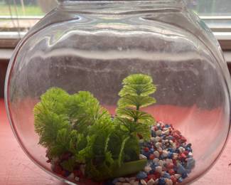 This would be perfect for a beta fish&#128031;