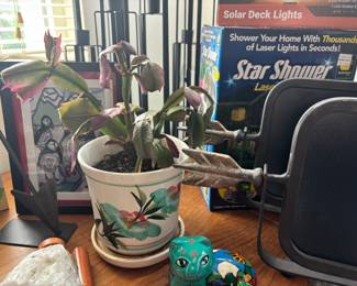 Potted Christmas Cactus