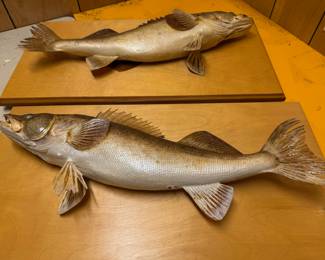 2 Taxidermy Walleye Fish Mounts