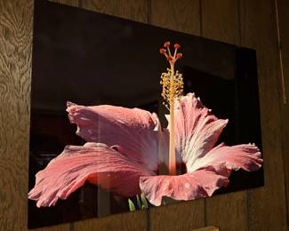 Hibiscus Flower Photograph