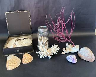Mystery Lot Large Collection of Seashells, Coral  Coastal Dcor