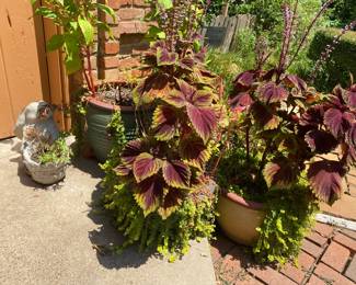 Many outdoor Potted Plants