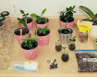 small plants