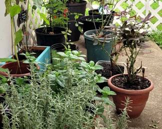 Nice variety and selection and quality - perennials mostly.