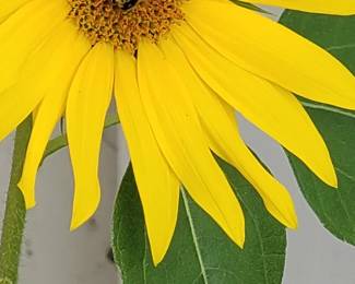 Sunflowers still and more