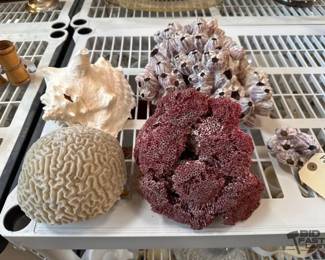 3096  Corals, Barnacle and Conch Shell 