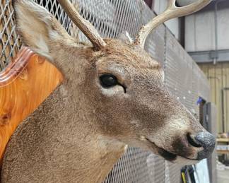 MOUNTED DEER HEAD