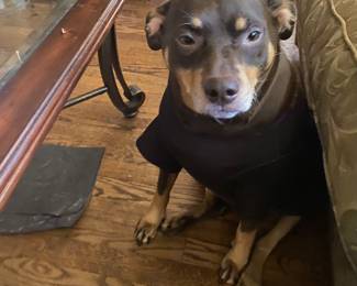 Zelda is Adorable. &&  Happy her Granny Works to buy her treats!! She is NFS. FAMILY PET.
