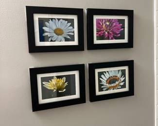 Framed Nature Photography 