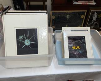 Large amount of Original Photography by Kelso walker - wrote the Book Jewels in the Landscape : A Celebration of Louisiana's Wildflowers by Kelso Walker