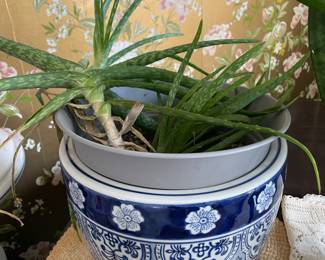 Plant W/ Blue & White Pot