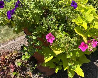 Large urn planters 