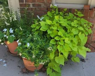 Terracotta Pots with Lush Plants