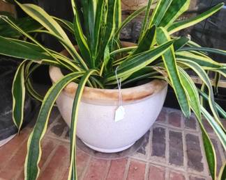 Live Snake Plant with Ceramic Pot
