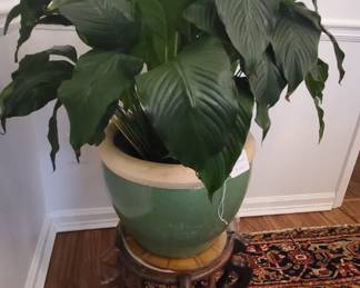 Live Peace Lily with Ceramic Pot