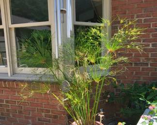 Terracotta Pot with Lush Plant and Large Wind Chimes