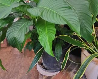 Live Peace Lily