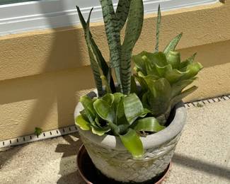 Many beautiful potted plants