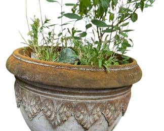 Decorative Fiberglass Pot and Live Plant