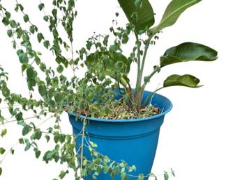 Blue Plastic Planter and Live Plants
