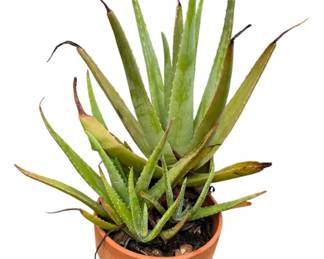 Aloe Vera Plant in Ceramic Pot