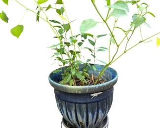 Blue Ceramic Pot and Plant