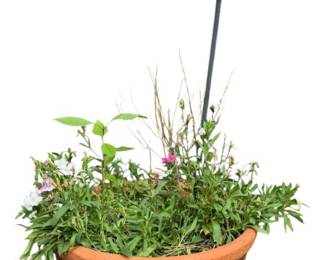 Large Terracotta Pot and Plant
