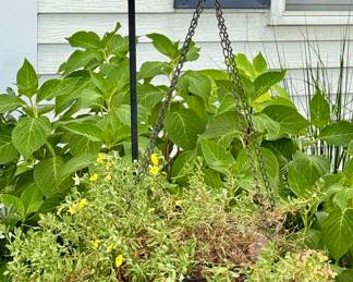 One of Many Plants and Planters