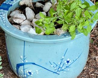 One of Many Plants and Planters