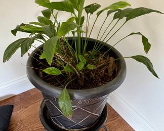 Great Looking Planter and House Plant