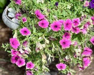 One of Many Plants and Planters