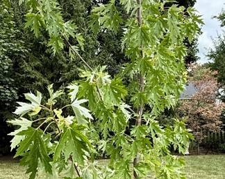 This a Maple Tree in a Cement Glazed Pot