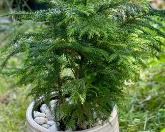 One of Many Plants and Planters