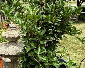 This is a Cement Planter with a Lime Tree