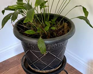 Another Shot of Great Looking Planter and House Plant