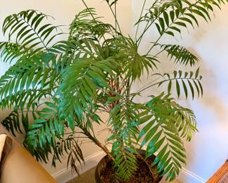 Great Looking Fern House Plant