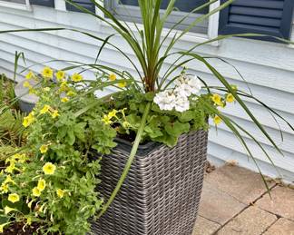 (2) Tall Wicker Planter and Plant