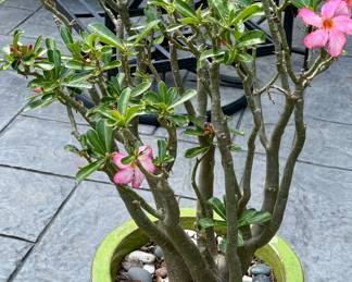 One of Many Plants and Planters