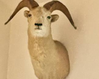BigHorn Sheep