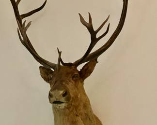 Caribou
