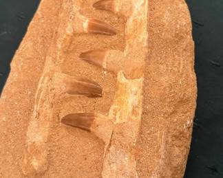 Mosasaur marine reptile fossil 