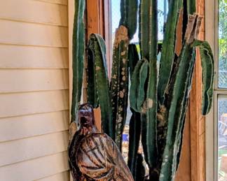 Extra large cactus, over 6 feet tall. Many plants.