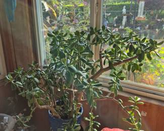 Large amount of huge house plants including jade and cactus