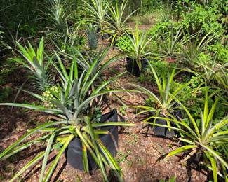 Potted Pineapple Plants 