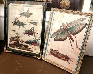 Classic Insect Prints