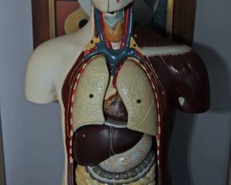 VINTAGE MEDICAL TORSO MODEL