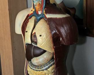 VINTAGE MEDICAL TORSO MODEL